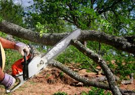 Best Stump Grinding and Removal  in Buna, TX