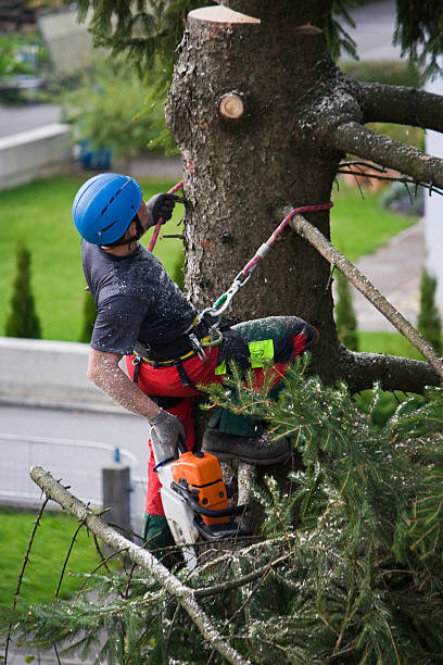 Best Emergency Tree Removal  in Buna, TX