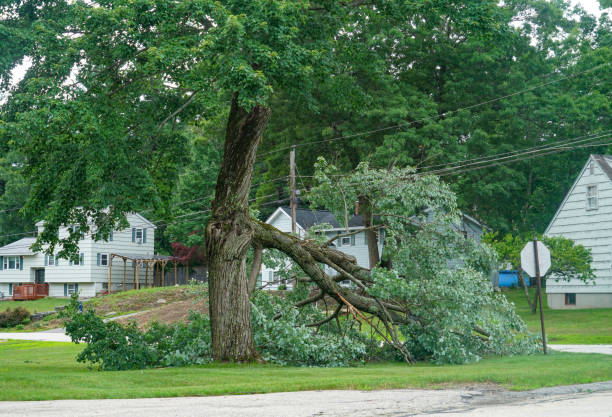 Best Arborist Consultation Services  in Buna, TX