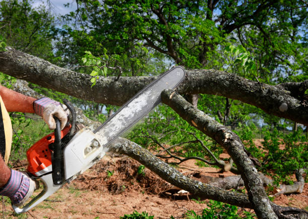 Best Utility Line Clearance  in Buna, TX